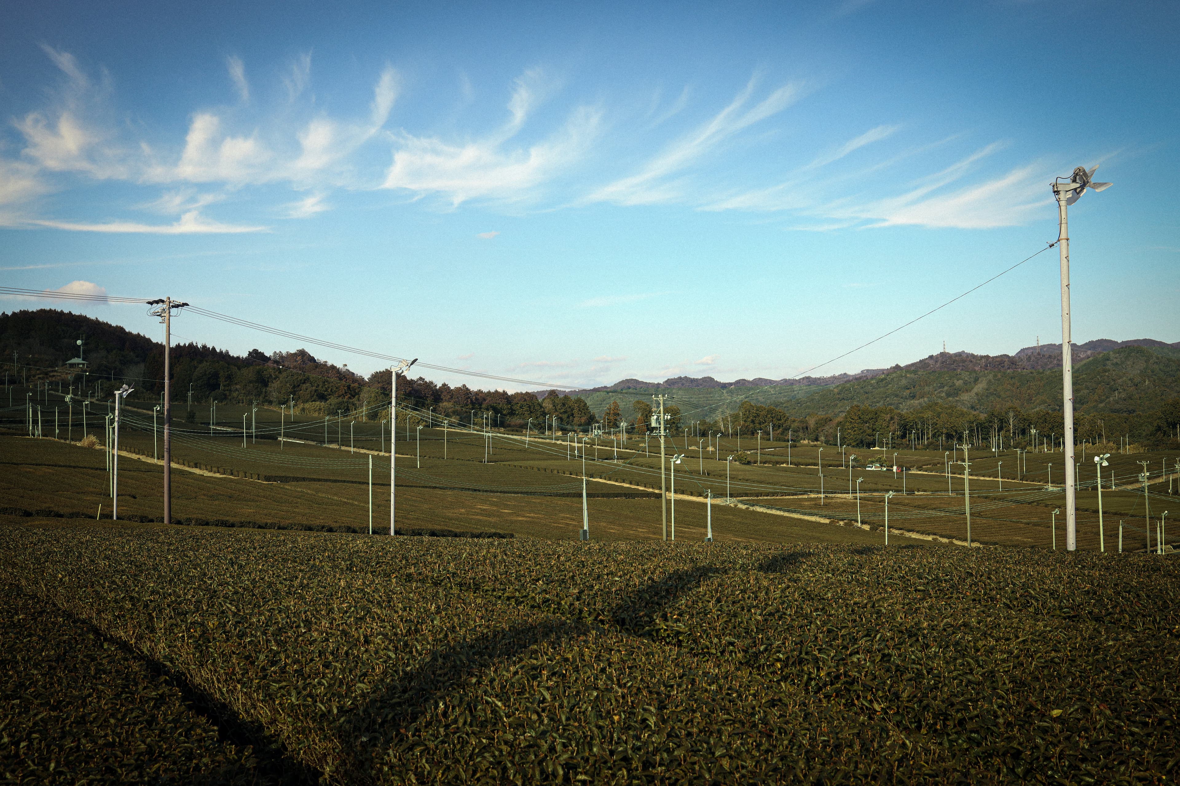 Tea field